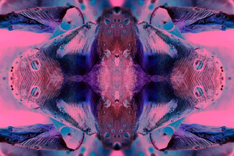 Nature Kaleidoscope, artwork 6 by Virginia Zirkle