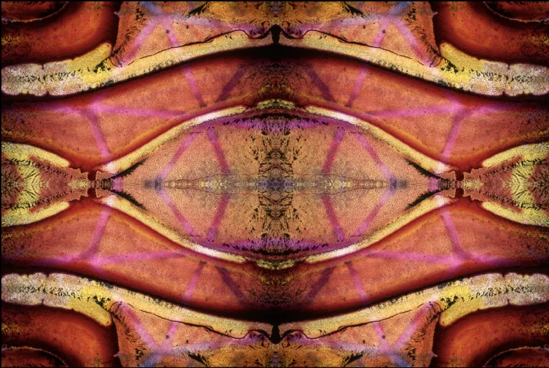 Found Slide Symmetrical Series, artwork 5 by Virginia Zirkle