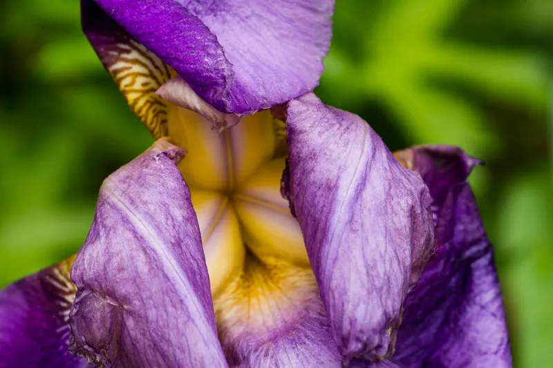 Macro Flora, artwork 2 by Virginia Zirkle