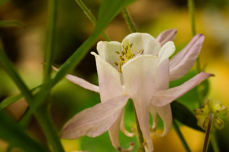 Macro Flora, artwork 3 by Virginia Zirkle