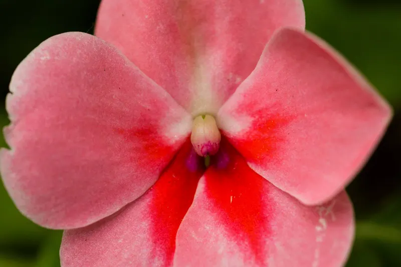 Macro Flora, artwork 4 by Virginia Zirkle