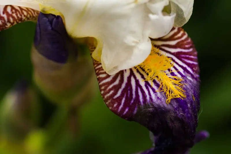 Macro Flora, artwork 5 by Virginia Zirkle