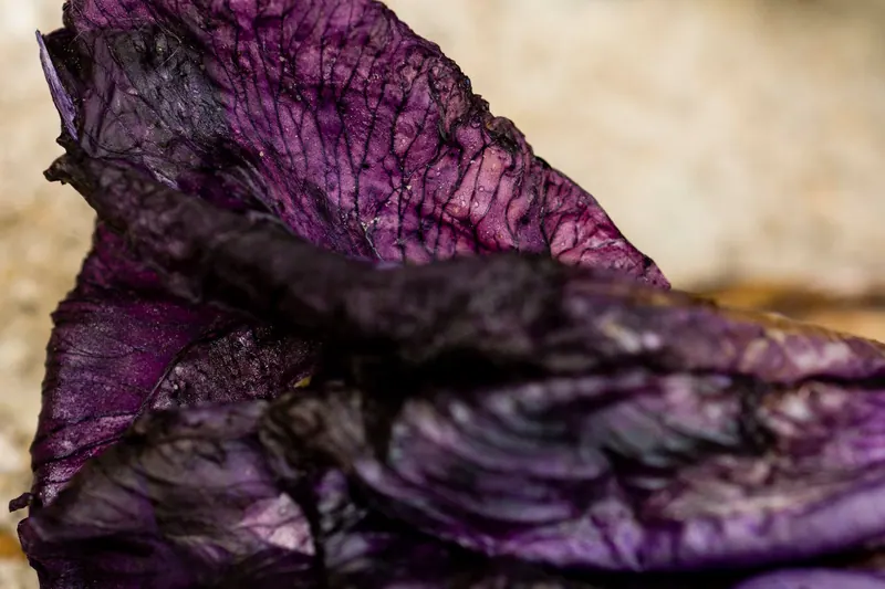 Macro Flora, artwork 6 by Virginia Zirkle