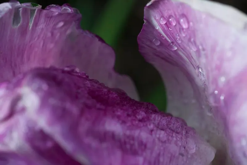 Macro Flora, artwork 7 by Virginia Zirkle