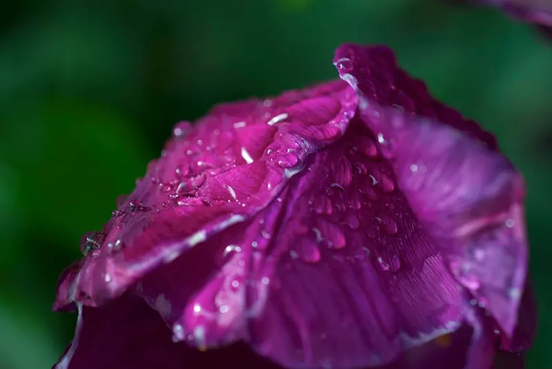 Macro Flora, artwork 8 by Virginia Zirkle