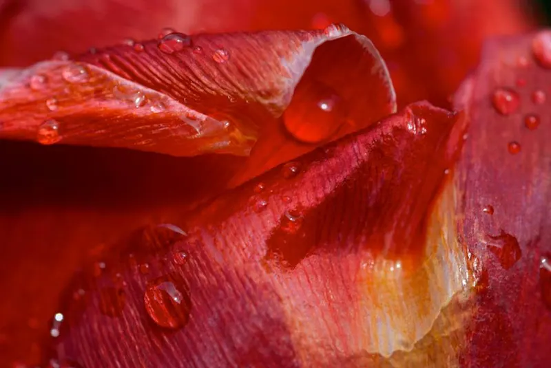 Macro Flora, artwork 9 by Virginia Zirkle