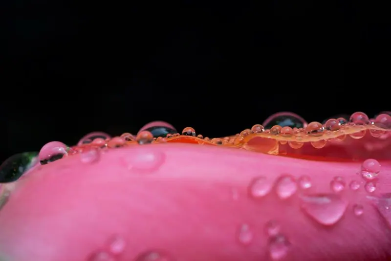 Macro Flora, artwork 10 by Virginia Zirkle