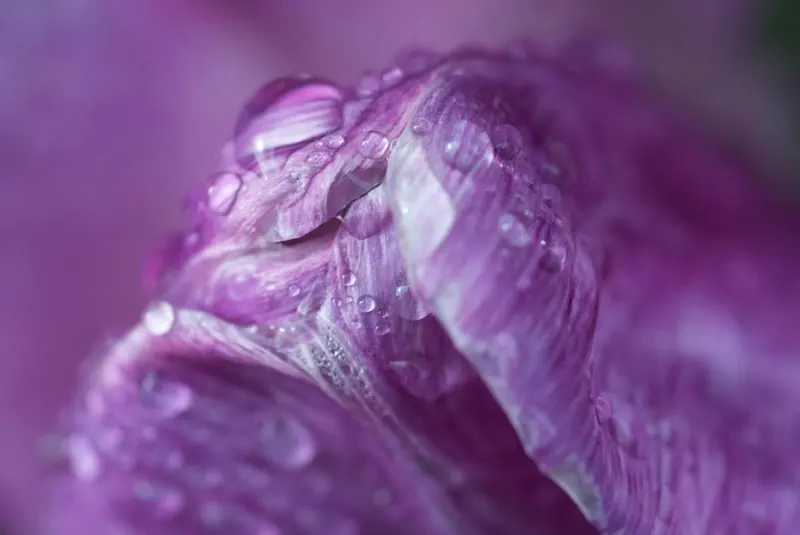 Macro Flora, artwork 11 by Virginia Zirkle