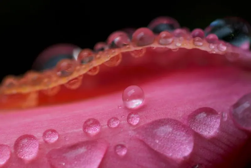 Macro Flora, artwork 12 by Virginia Zirkle