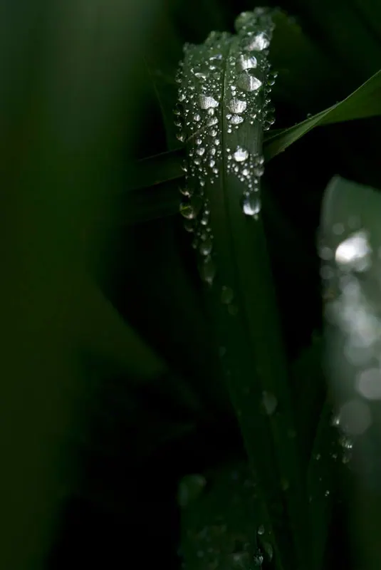 Macro Flora, artwork 13 by Virginia Zirkle