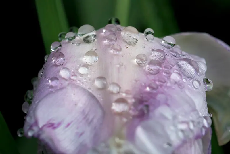 Macro Flora, artwork 14 by Virginia Zirkle