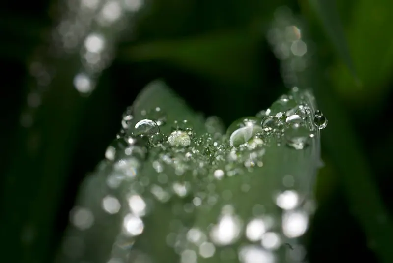 Macro Flora, artwork 15 by Virginia Zirkle